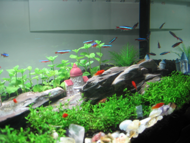 20070317 療癒系小魚缸